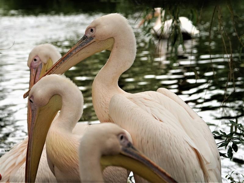 bdFoto 36.JPG - Artis en de hortus botanicus